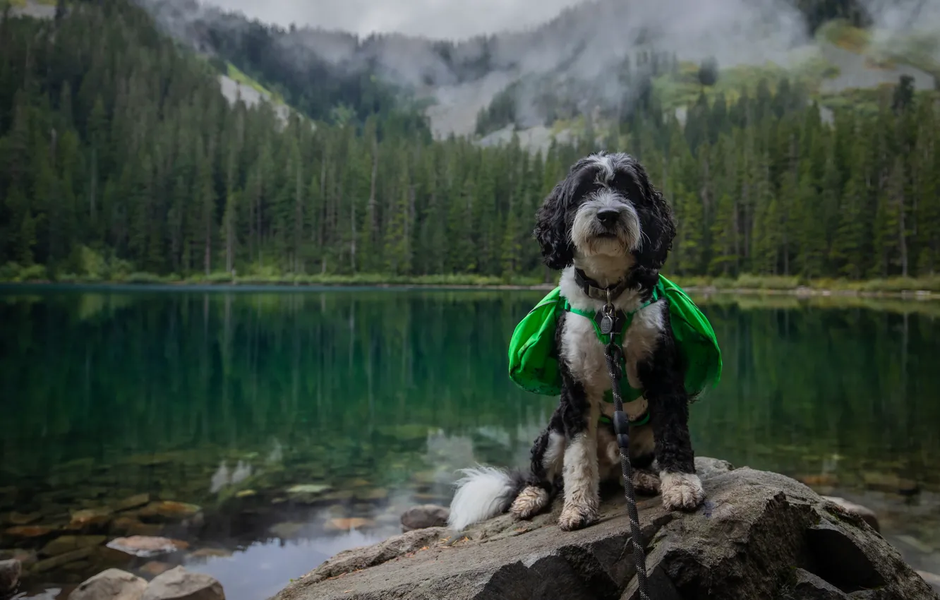 Photo wallpaper forest, mountains, dog, pond, Cape