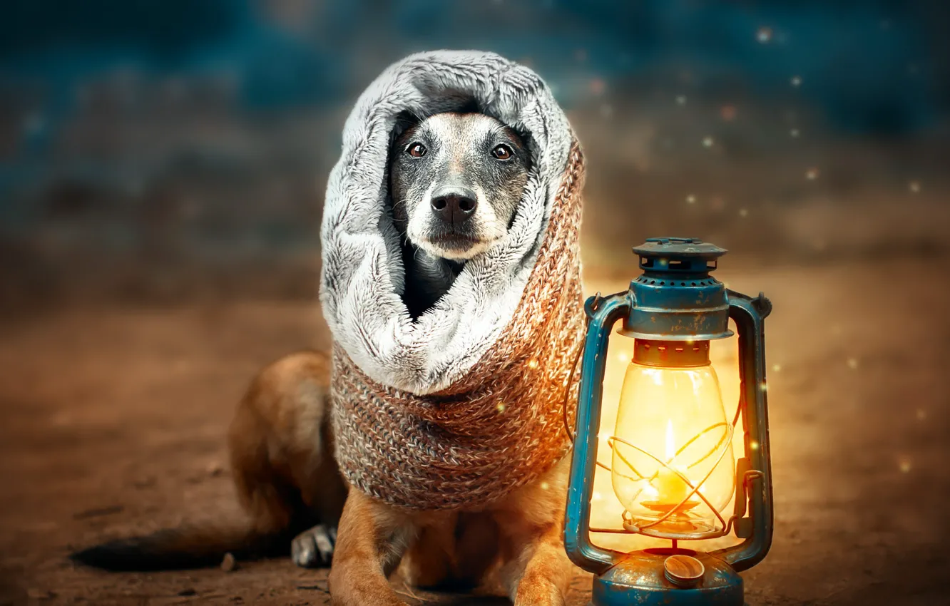 Photo wallpaper winter, autumn, look, light, snow, nature, pose, comfort