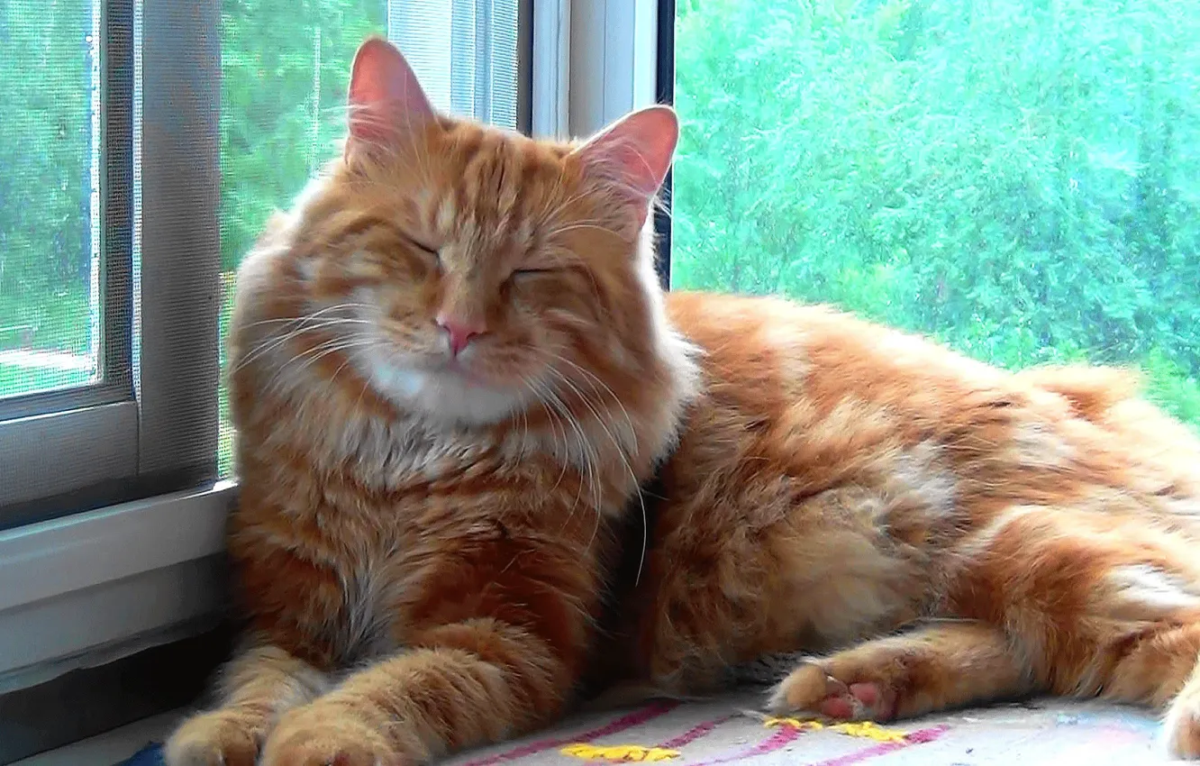 Photo wallpaper cat, sleep, Kurilian Bobtail, Timka