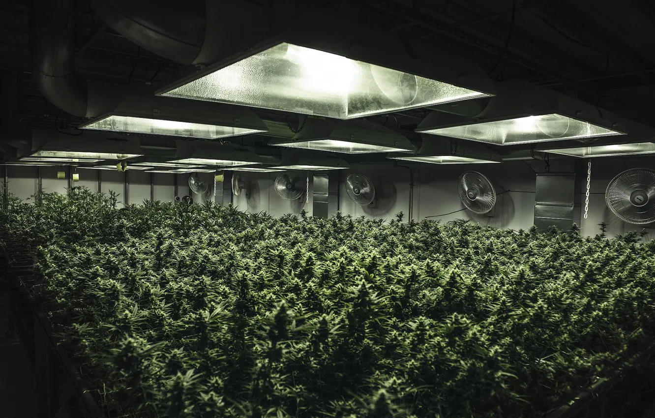 Photo wallpaper grass, bumps, growing