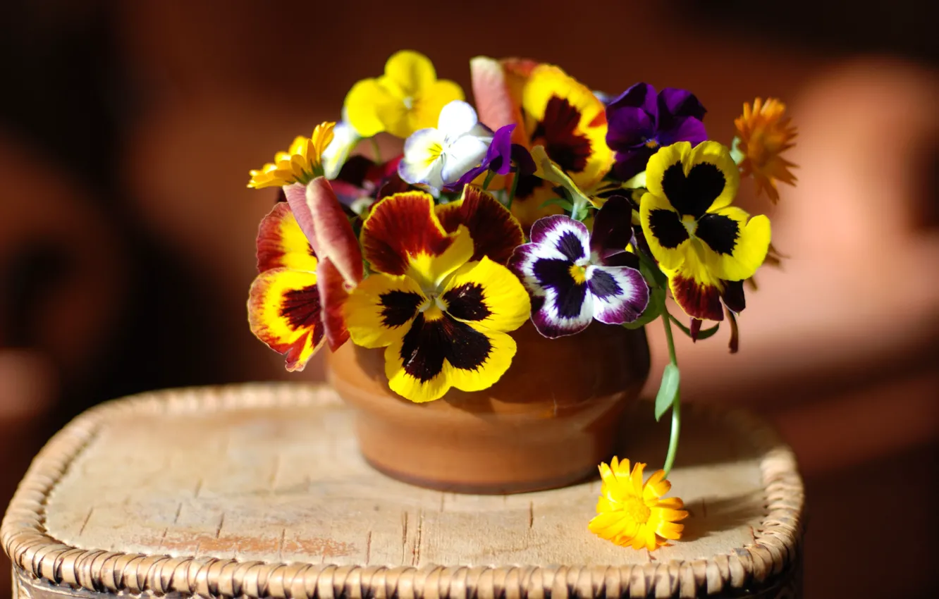Photo wallpaper flowers, bright, bouquet, yellow, purple, white, Pansy, different