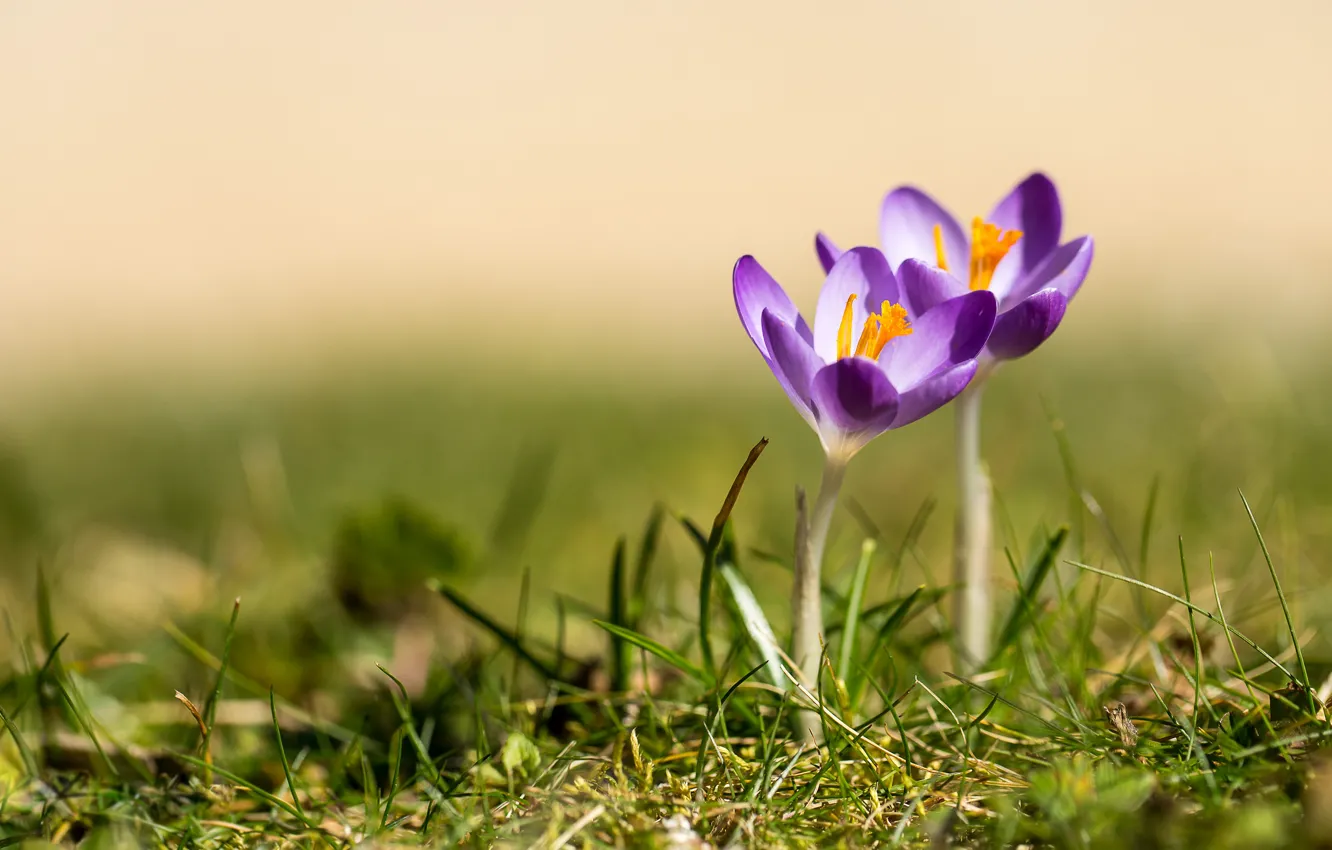 Photo wallpaper grass, flowers, background, glade, spring, crocuses, a couple, two