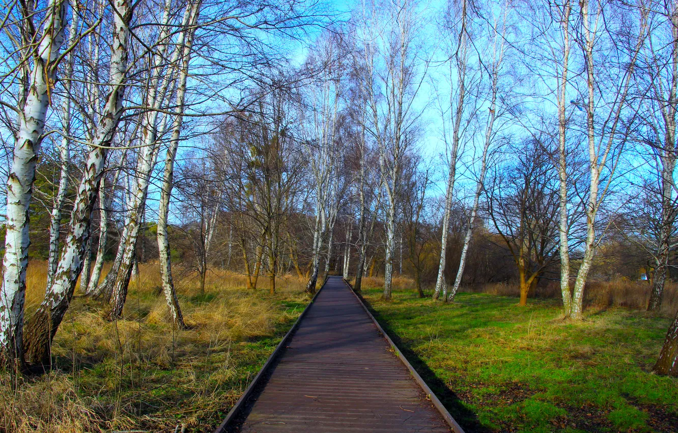 Photo wallpaper trees, wood, park, alley