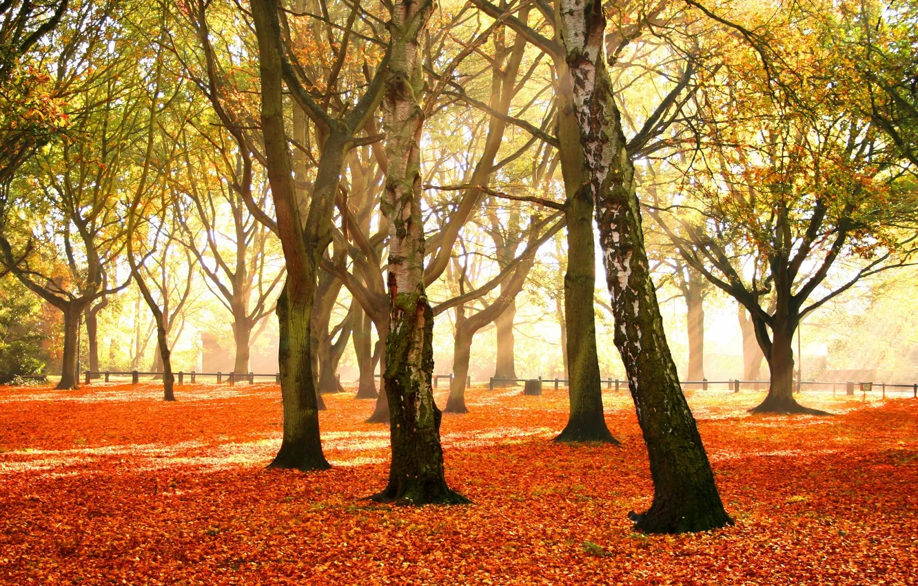 Photo wallpaper autumn, leaves, trees, colorful, AUTUMN FOREST, piece, crimson