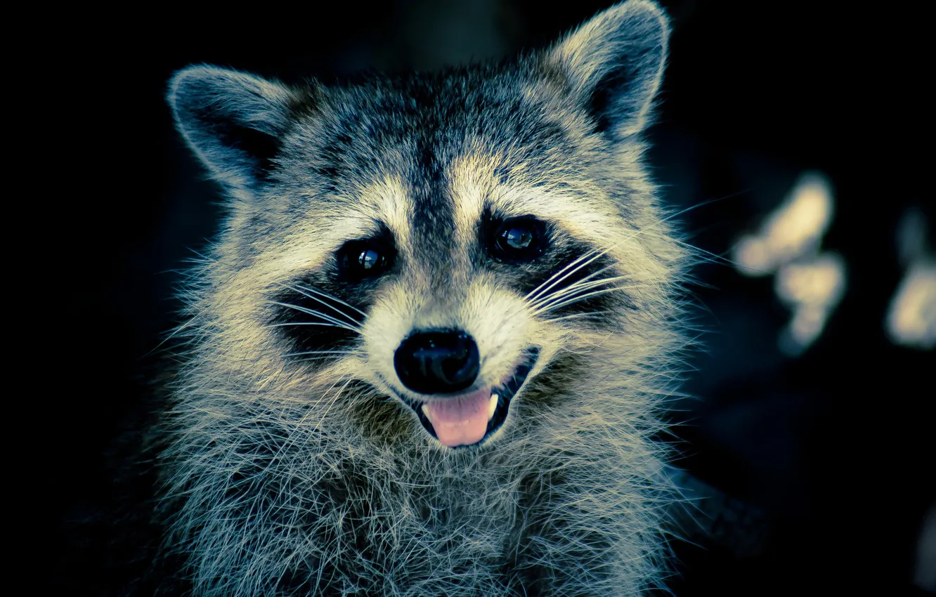 Photo wallpaper language, look, raccoon, ears