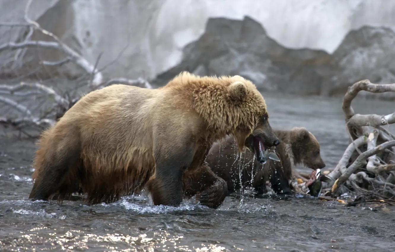 Photo wallpaper river, fish, bear