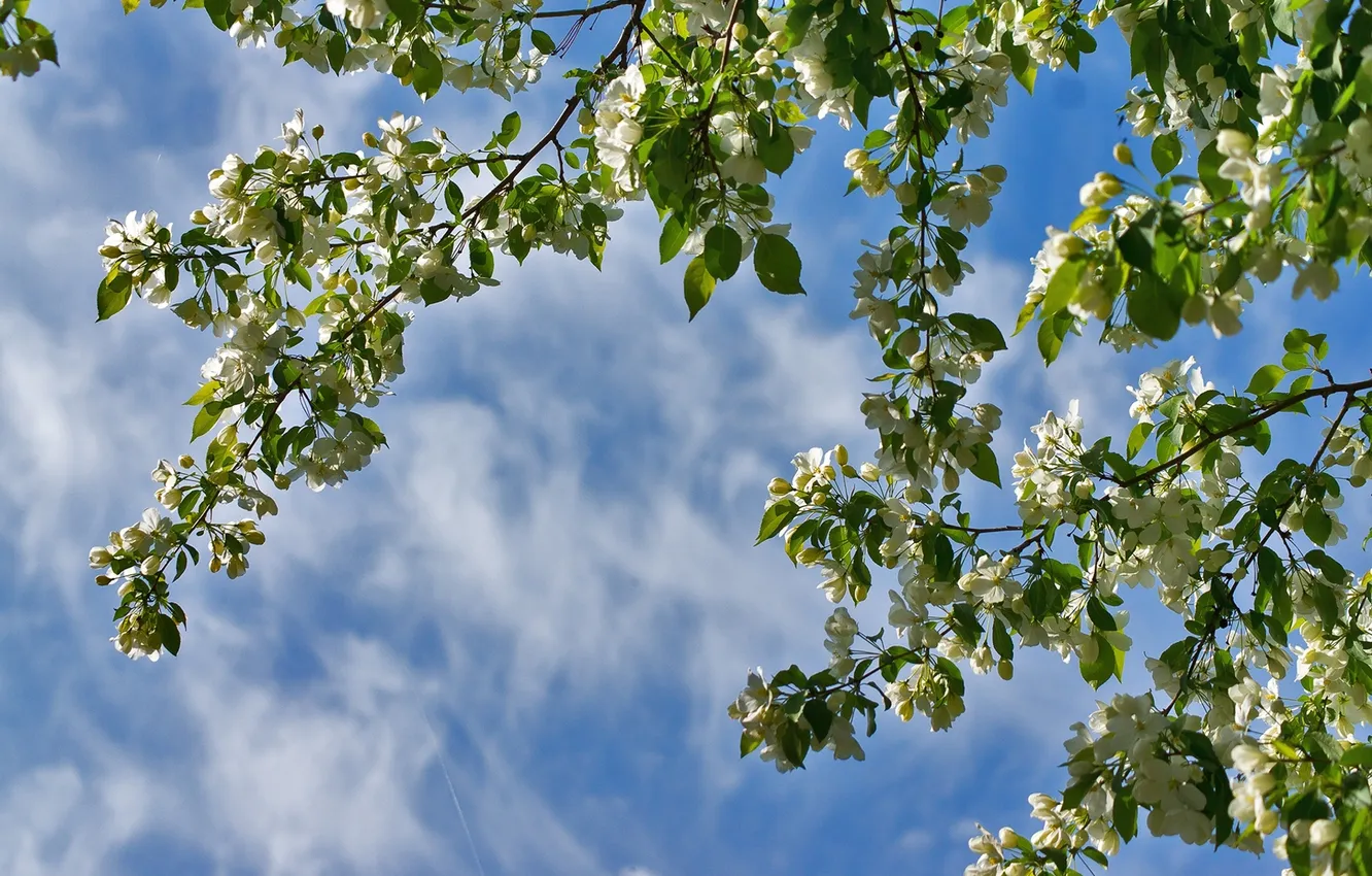 Photo wallpaper the sky, branches, spring, Apple