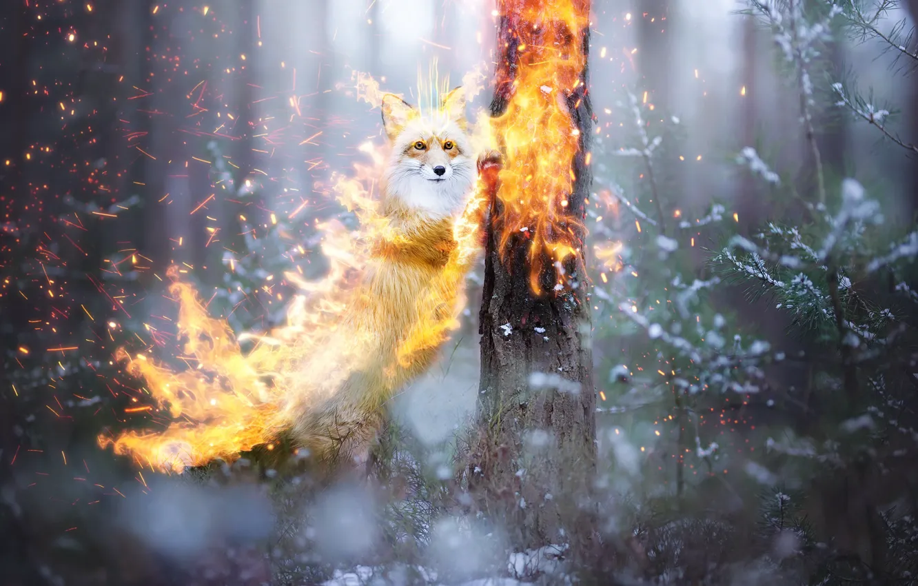 Photo wallpaper forest, snow, fire, fantasy, Fox, by 0l-Fox-l0