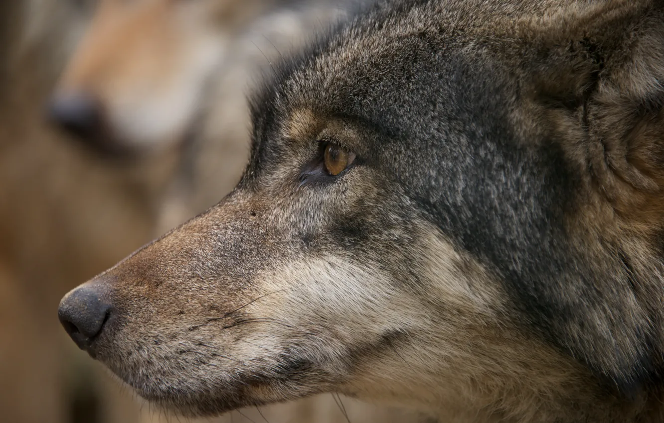 Photo wallpaper Predator, nature, animal, wolf, wildlife, portrait, portrait., close-up-of-a-wolf-head