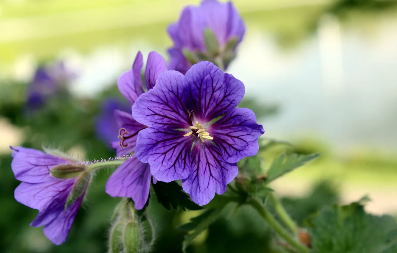 Photo wallpaper flower, flowers, background, purple