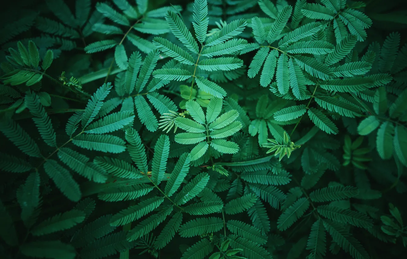 Photo wallpaper greens, forest, leaves, nature, plants