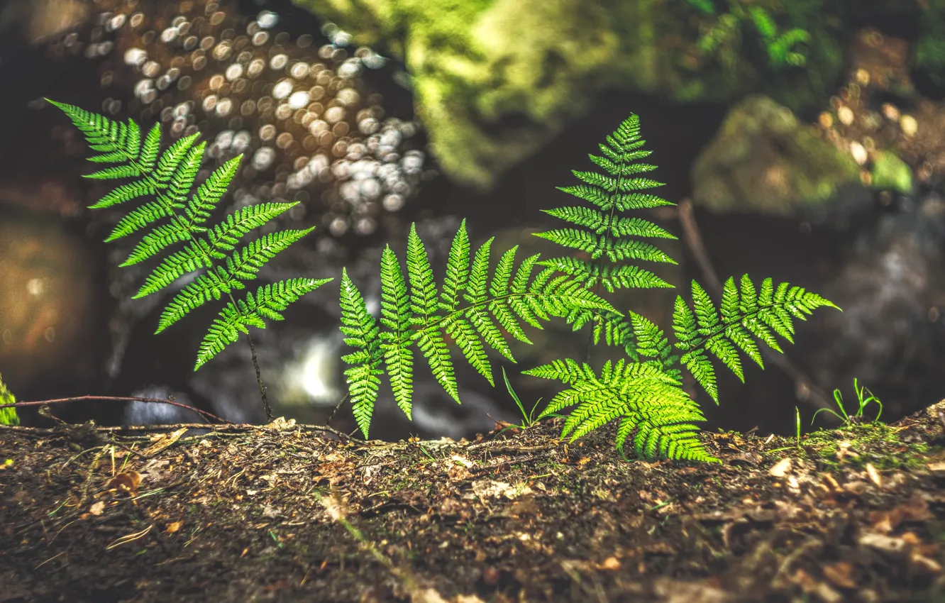 Photo wallpaper greens, leaves, light, nature, stones, spring, fern, young