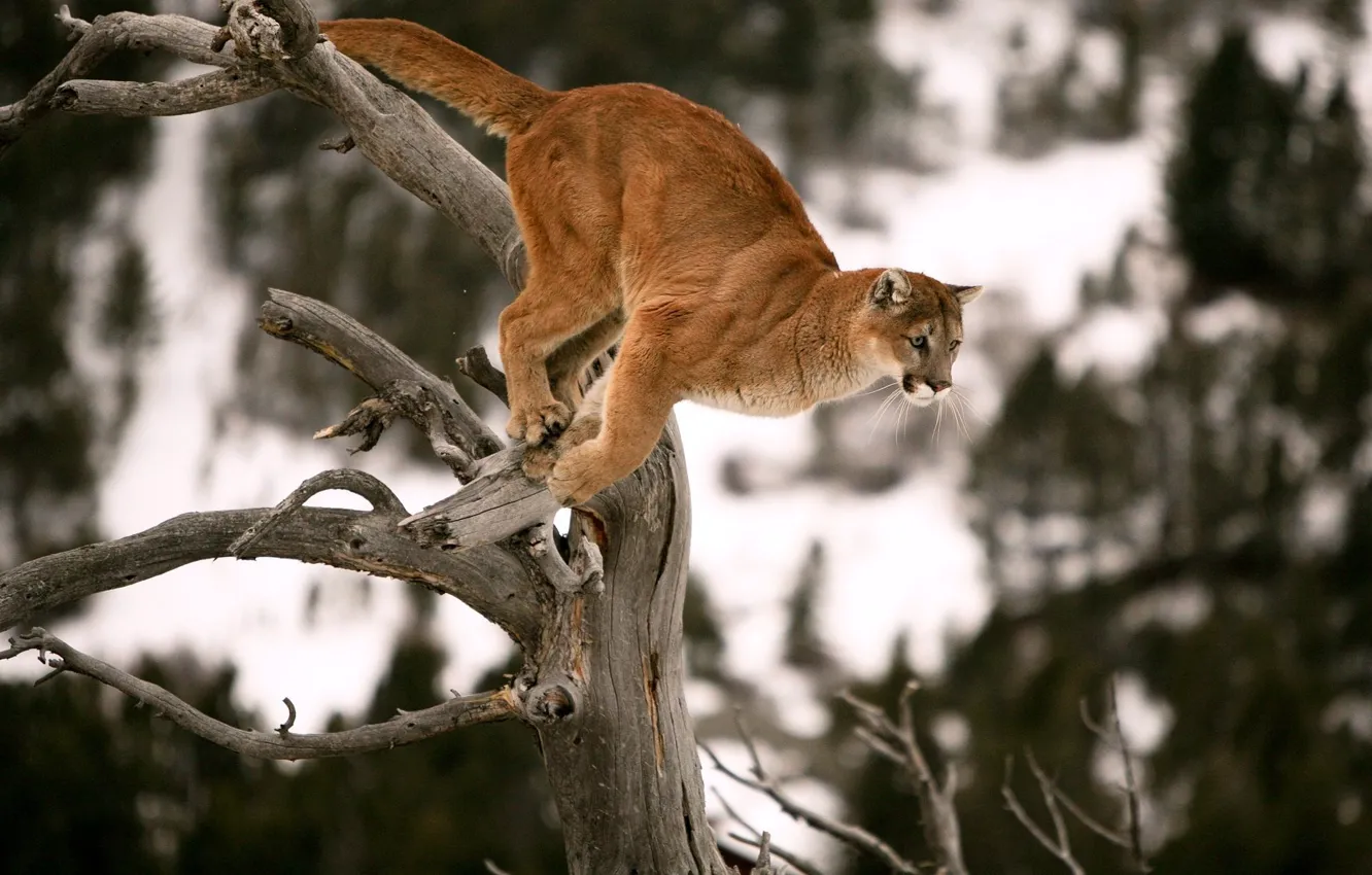 Photo wallpaper tree, jump, predator, Puma