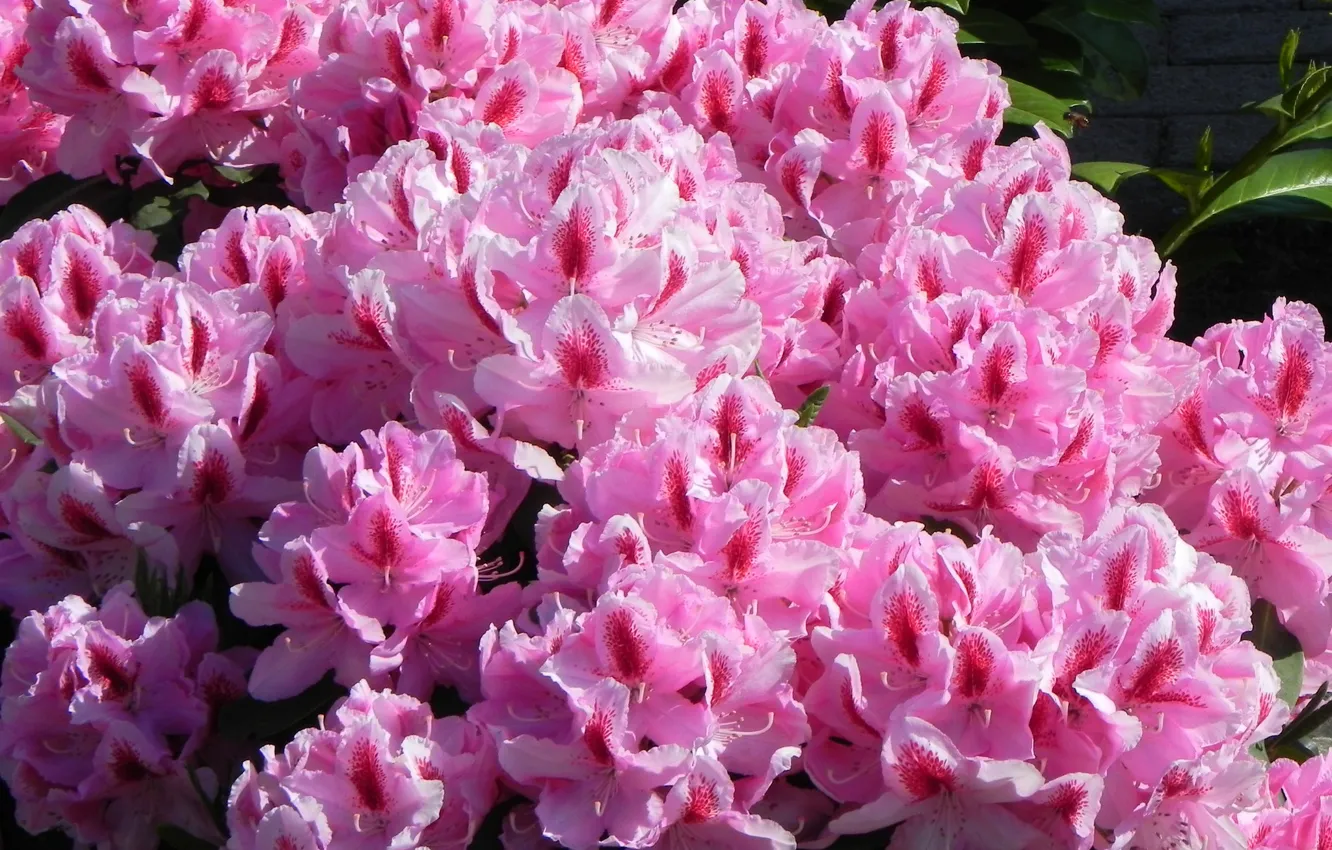 Photo wallpaper pink, the bushes, Azalea, rhododendrons