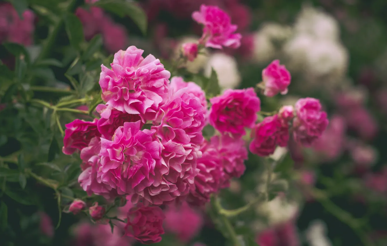 Photo wallpaper bright, roses, pink, the bushes