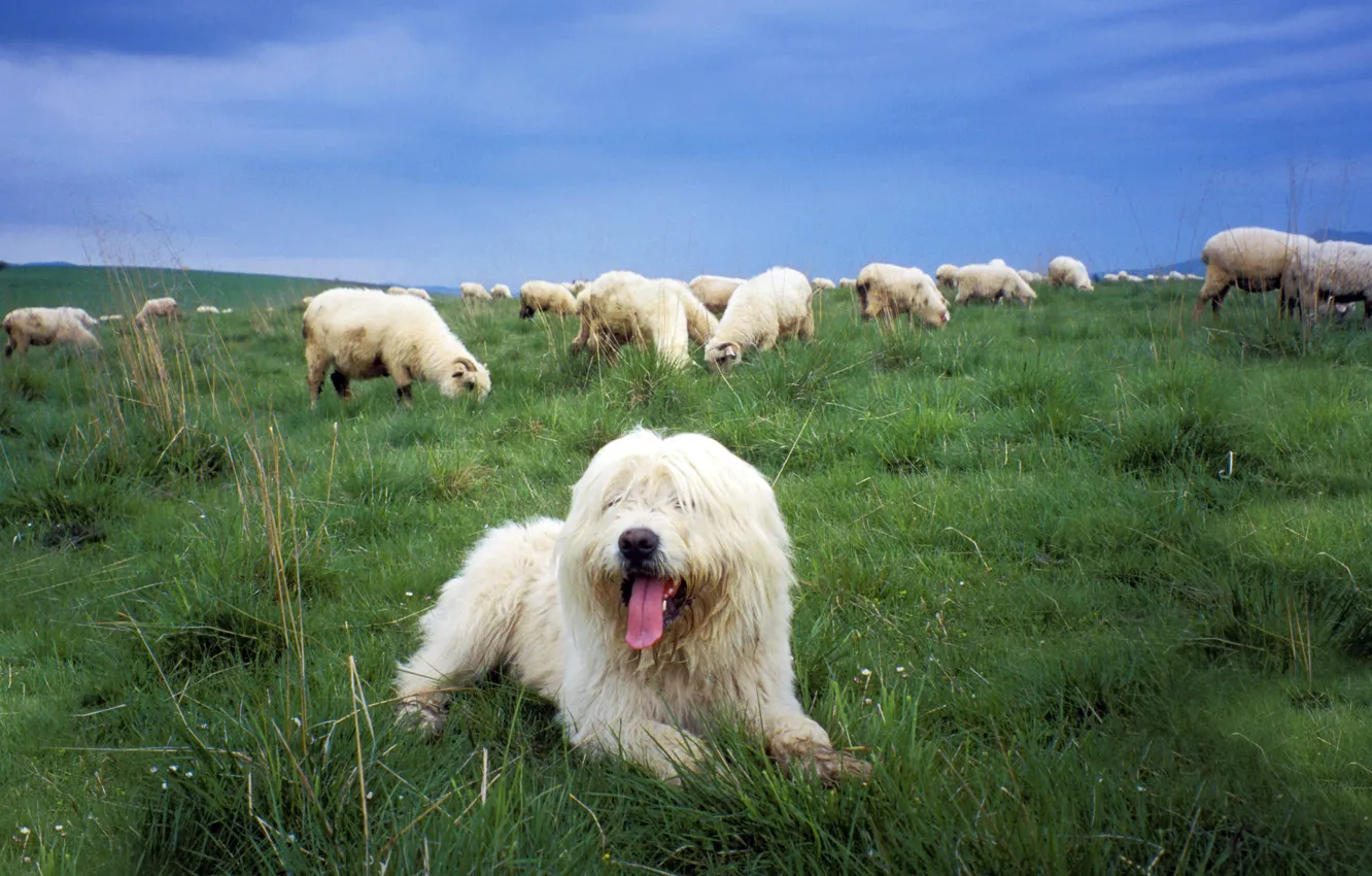 Photo wallpaper sheep, dog, pasture, Sheepdog, the Polish lowland Sheepdog