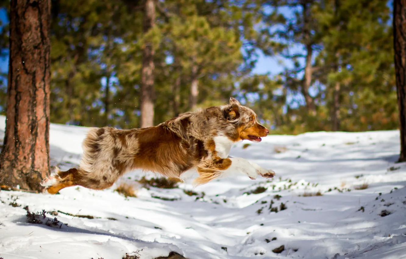 Photo wallpaper forest, dog, running