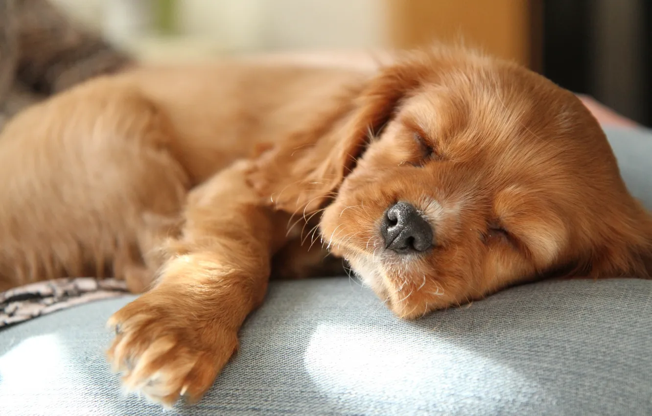 Photo wallpaper sweetheart, sleep, baby, puppy, red, Spaniel