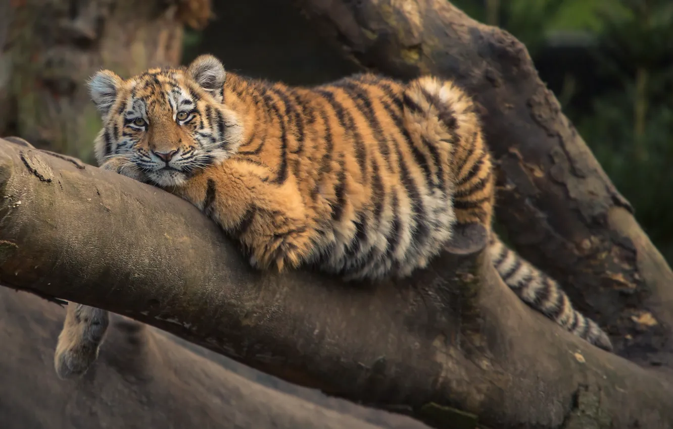 Photo wallpaper cat, trees, tiger, animal, stay