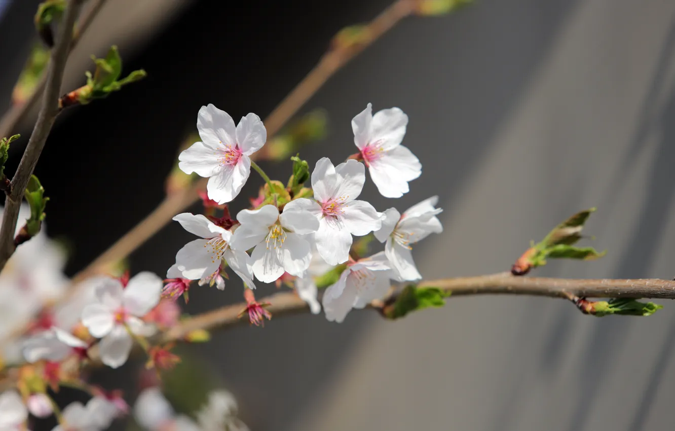 Photo wallpaper flowers, branches, cherry, spring, Sakura, white, grey background, flowering
