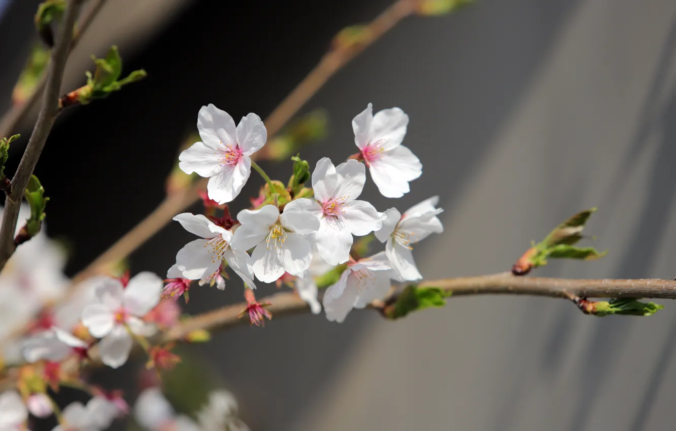 Photo wallpaper flowers, cherry, branch, spring, Sakura, white, grey background, flowering