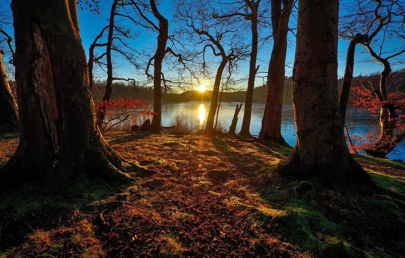Photo wallpaper forest, lake, morning