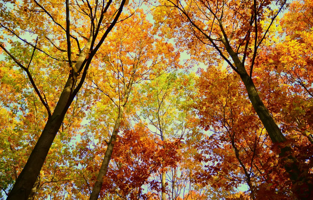 Photo wallpaper trees, autumn, leaves, autumn colors, fall, foliage, woodland, fall colors