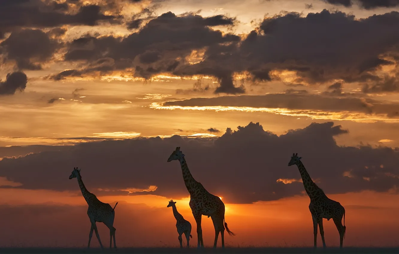 Photo wallpaper night, nature, giraffes