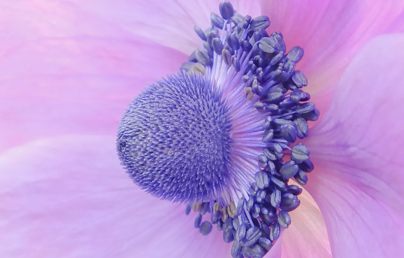 Photo wallpaper flower, macro, petals, Anemone, Anemone