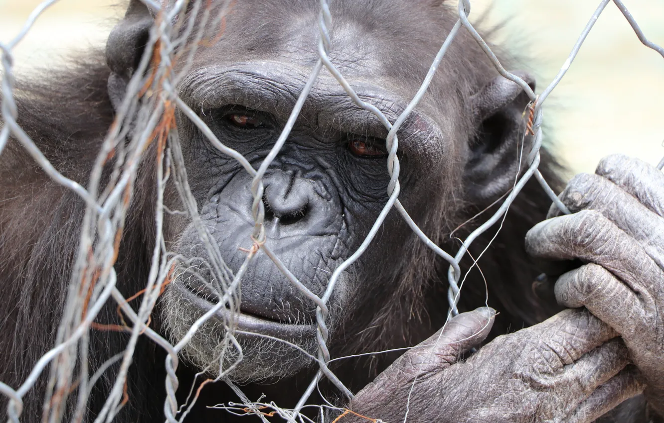 Photo wallpaper monkey, animal, zoo, Gorilla, black monkey