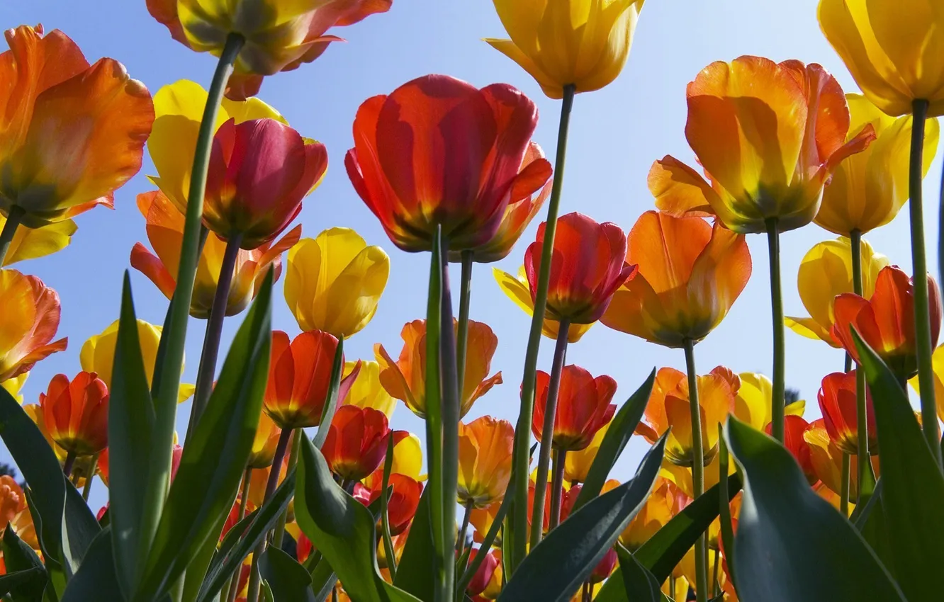 Photo wallpaper flowers, Wallpaper, tulips