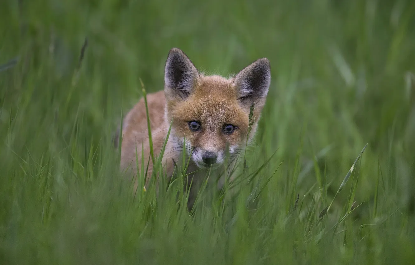 Photo wallpaper grass, look, Fox, Fox