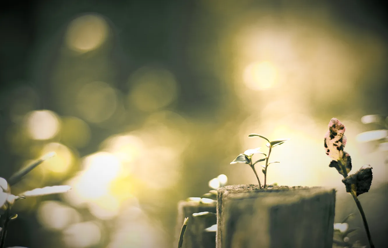 Photo wallpaper rays, leaf, stump