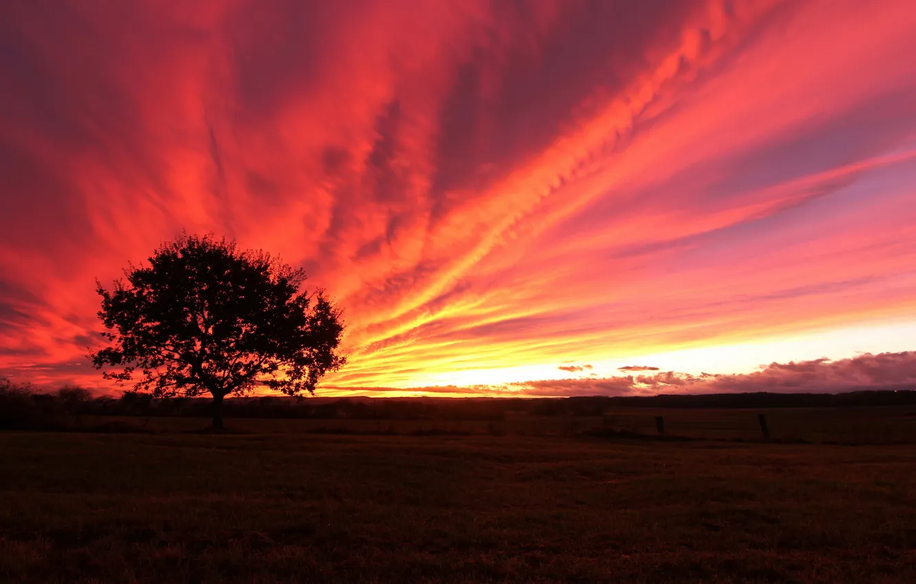 Photo wallpaper field, trees, landscape, sunset