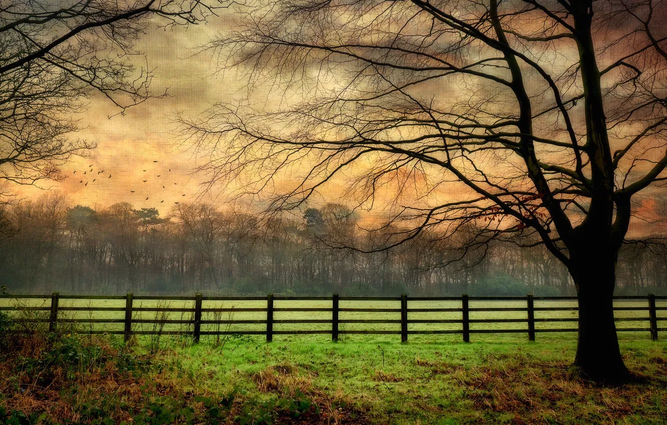 Photo wallpaper field, tree, the fence