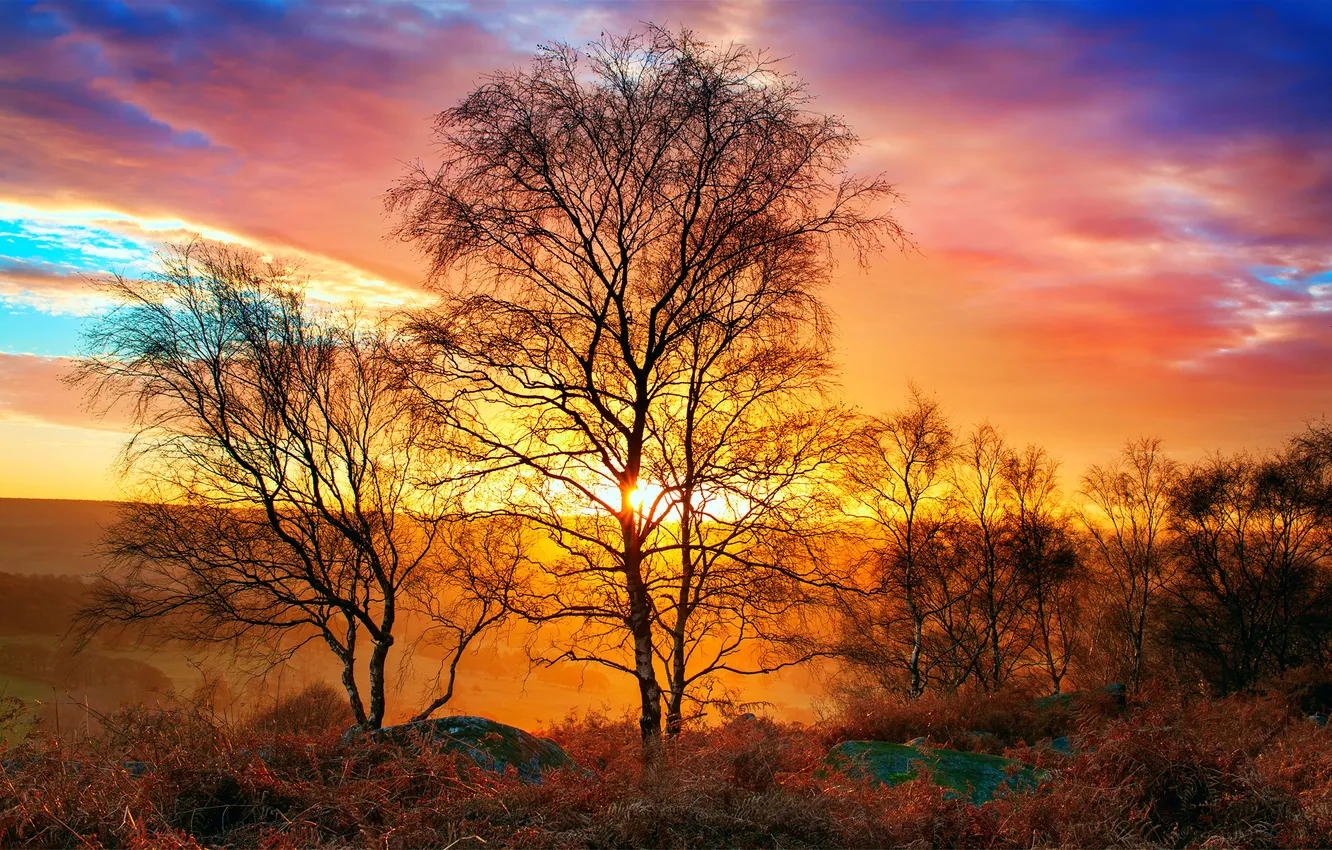 Photo wallpaper autumn, the sky, the sun, light, nature, heat, tree