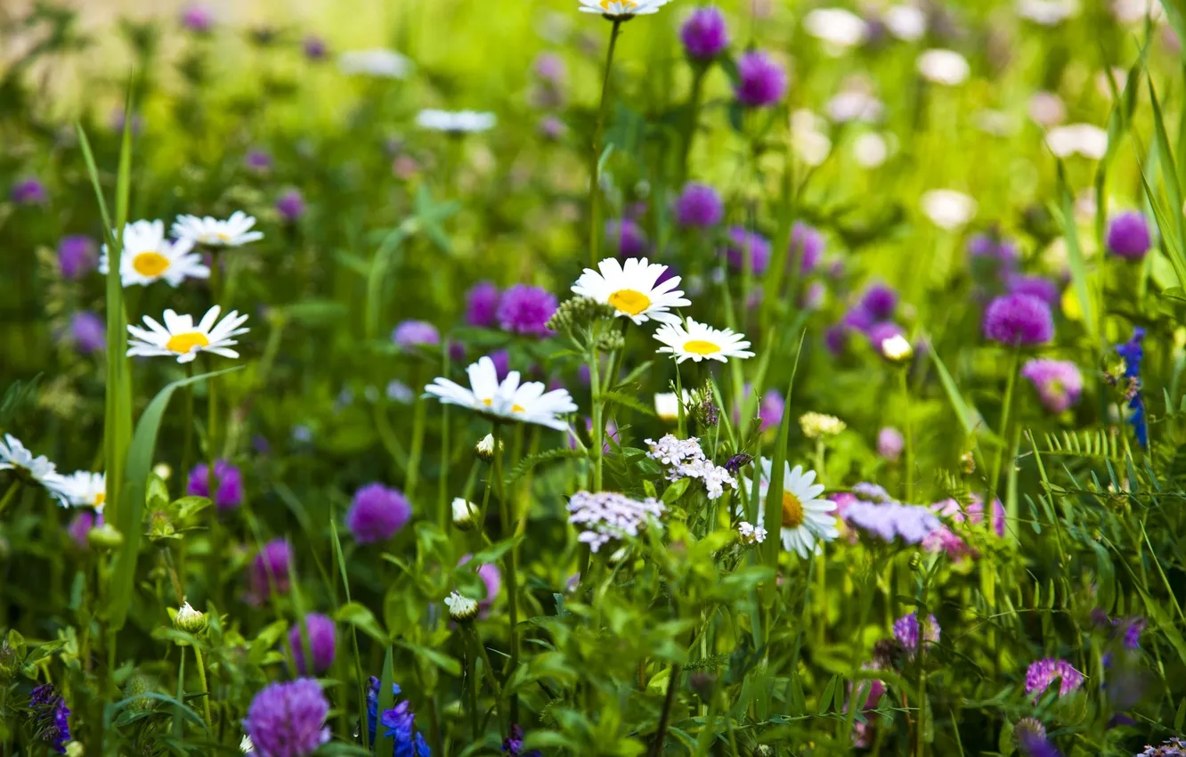 Photo wallpaper greens, grass, chamomile, clover