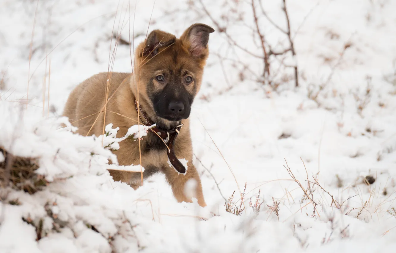 Photo wallpaper look, each, dog