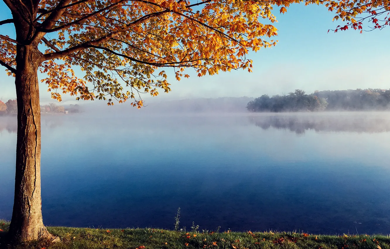 Photo wallpaper autumn, fog, lake, tree, quiet