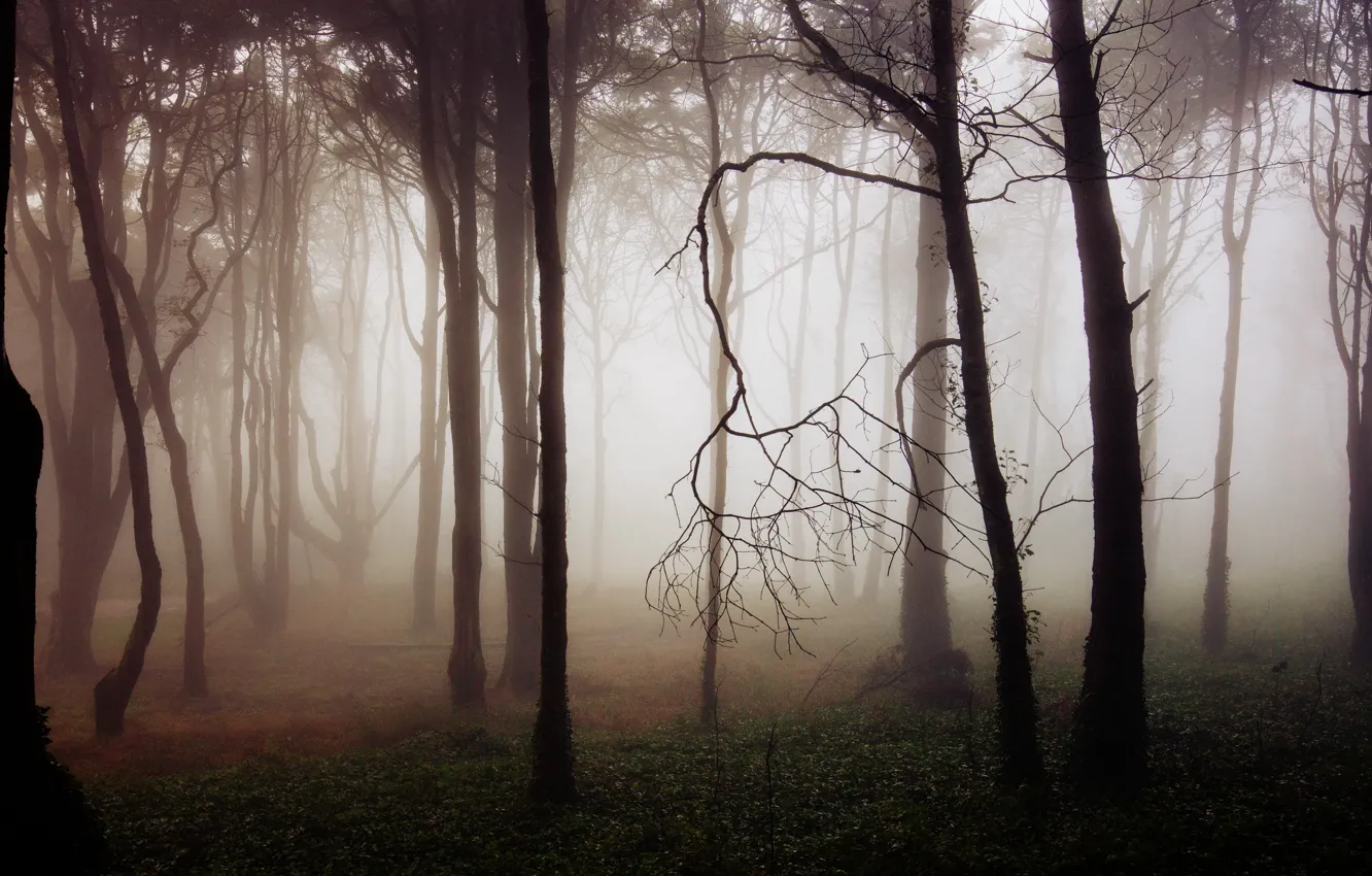 Photo wallpaper forest, trees, fog