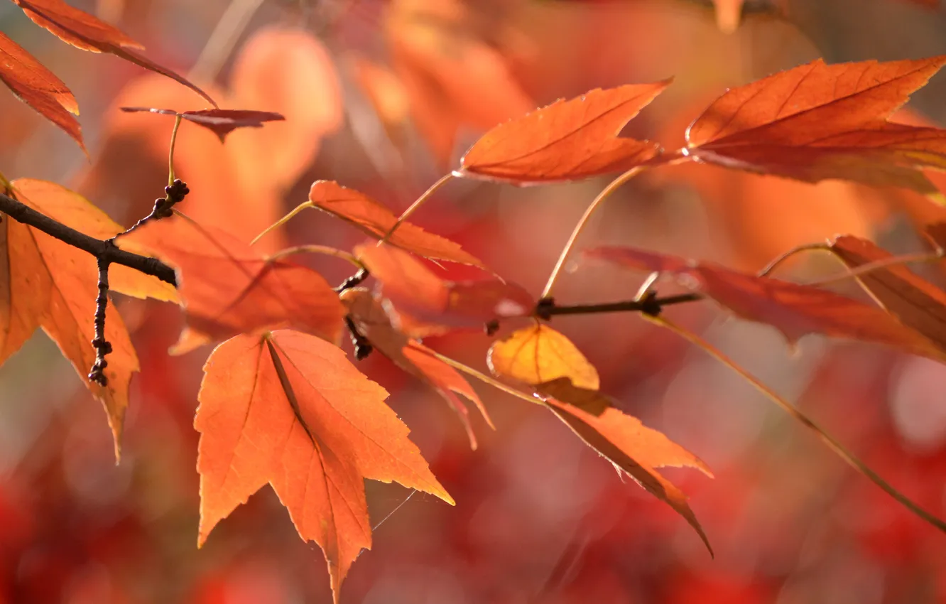 Photo wallpaper autumn, leaves, web, branch