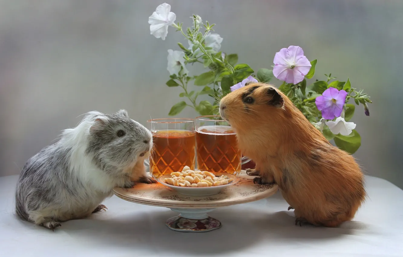 Photo wallpaper flowers, beer, Guinea pig, peanuts