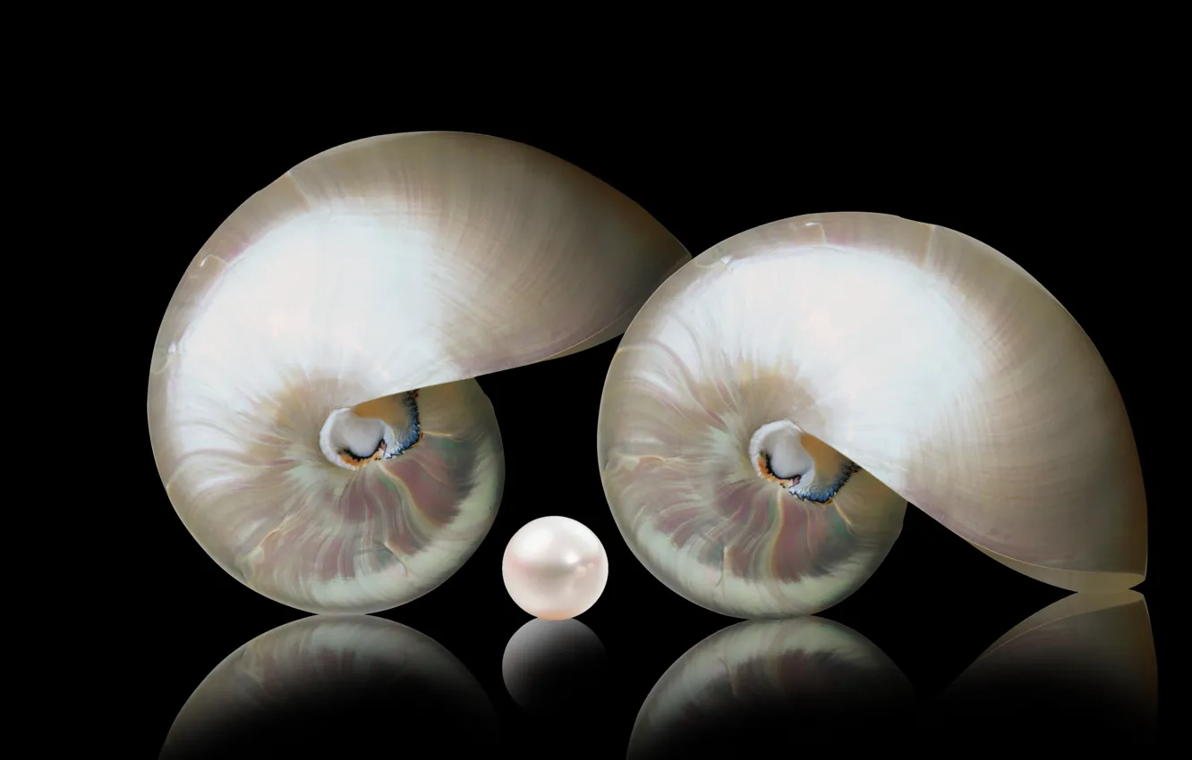 Photo wallpaper macro, decoration, nautiulus shells
