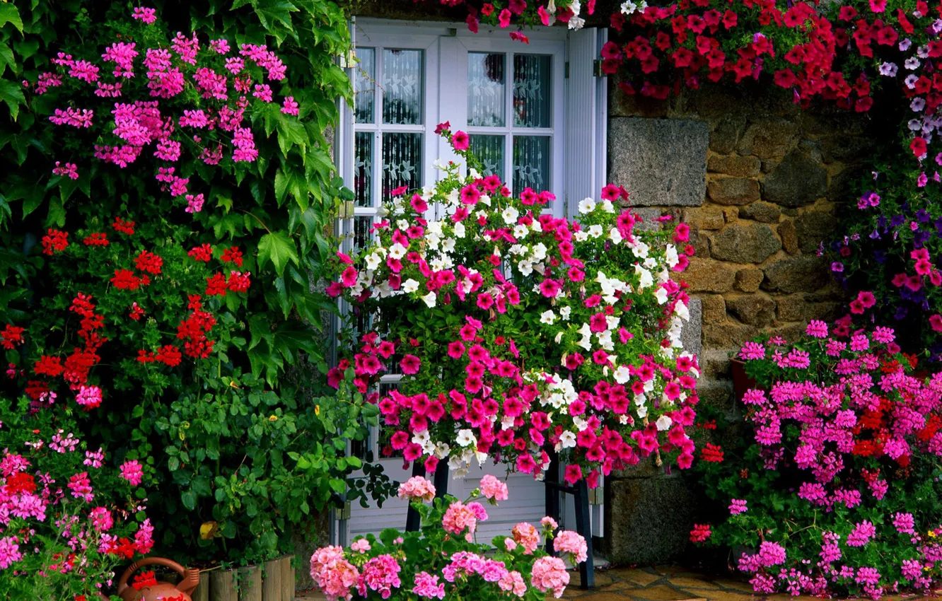 Photo wallpaper flowers, house, window, flowering, flower garden