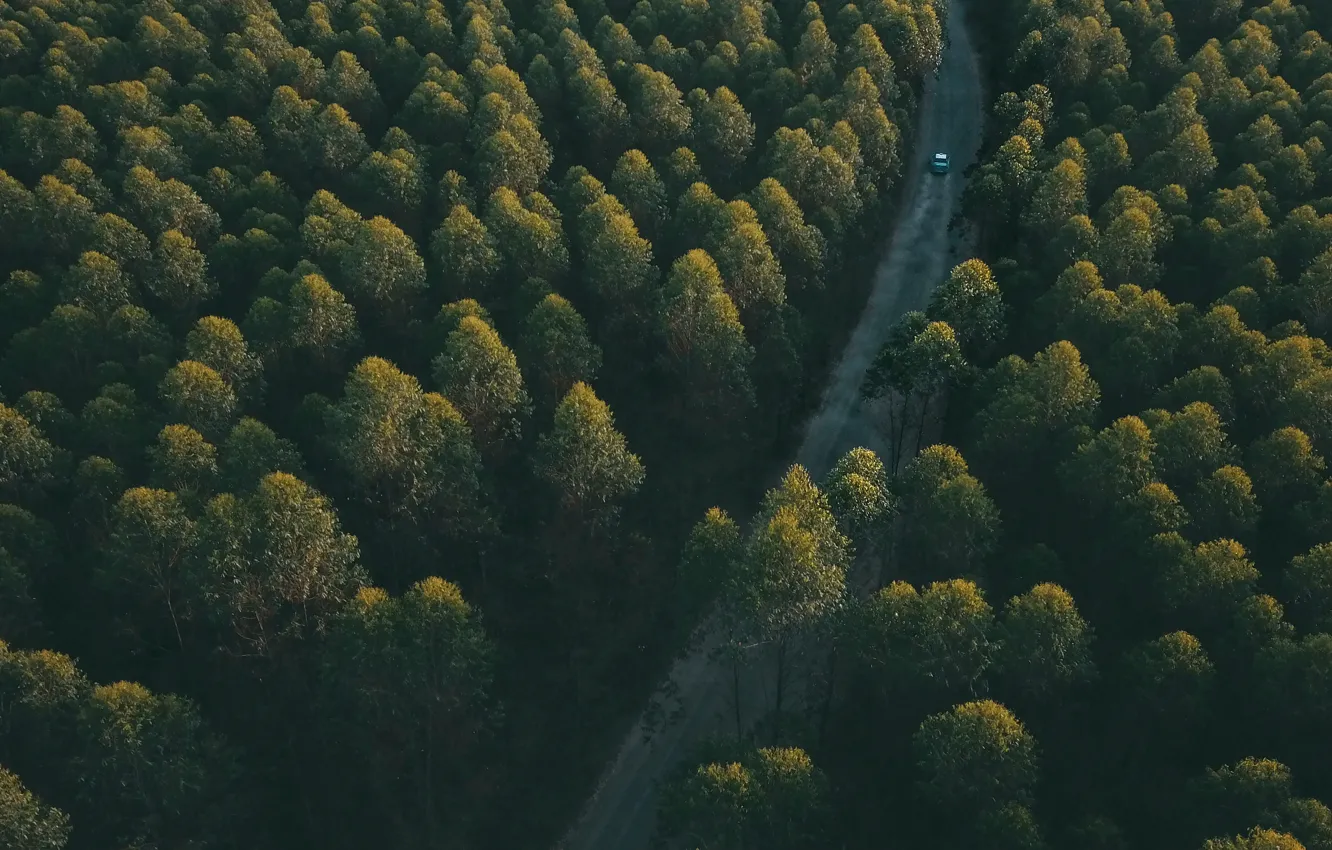 Photo wallpaper car, trees, nature, wood, street, sunlight, Pedro Henrique