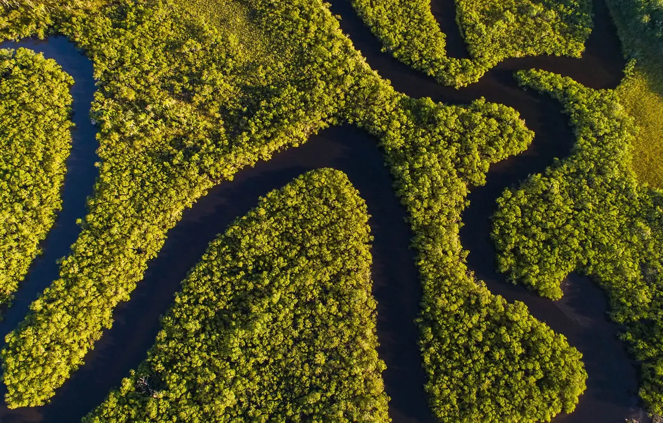 Photo wallpaper forest, trees, landscape, nature, river, plant, the view from the top, relief