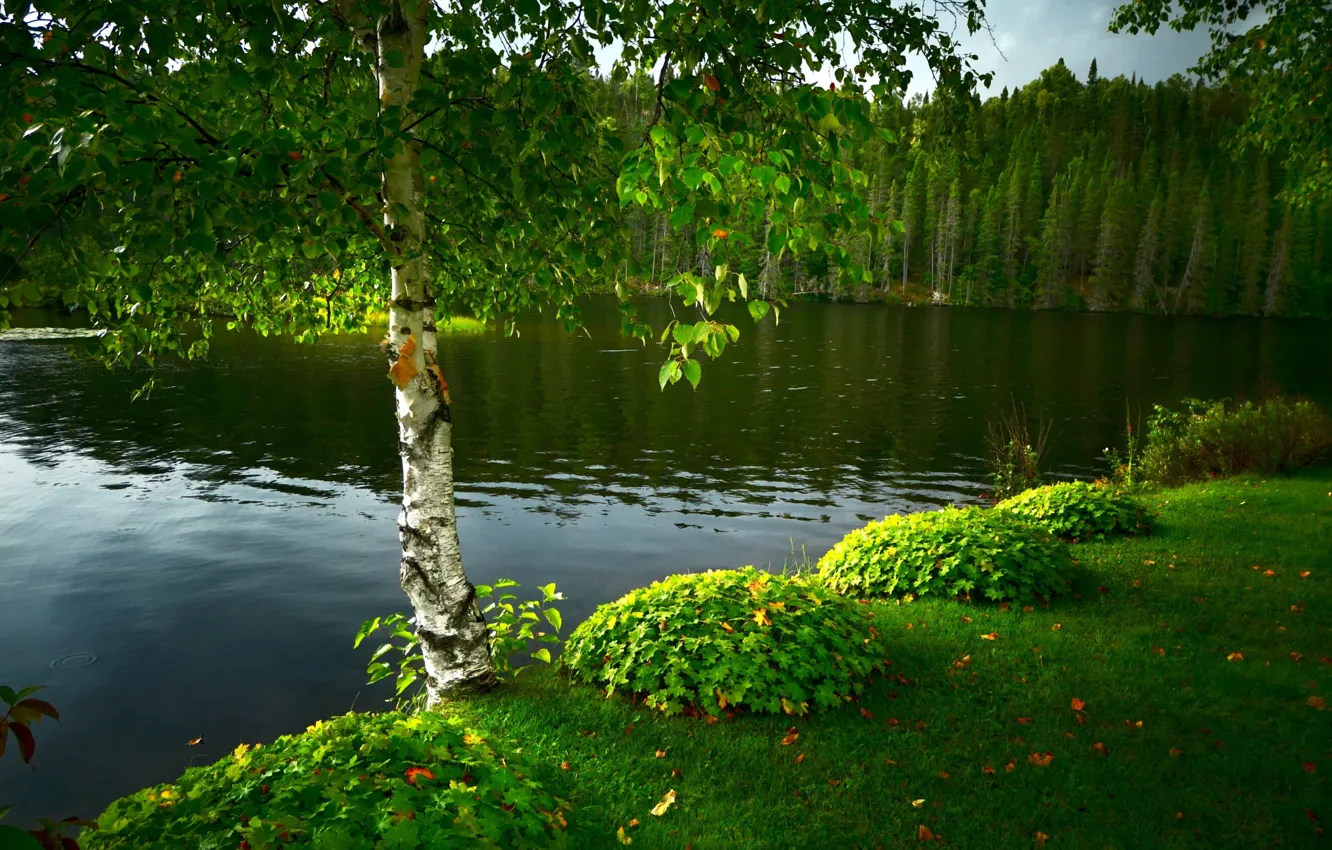 Photo wallpaper grass, trees, landscape, nature, lake, tree, birch, forest