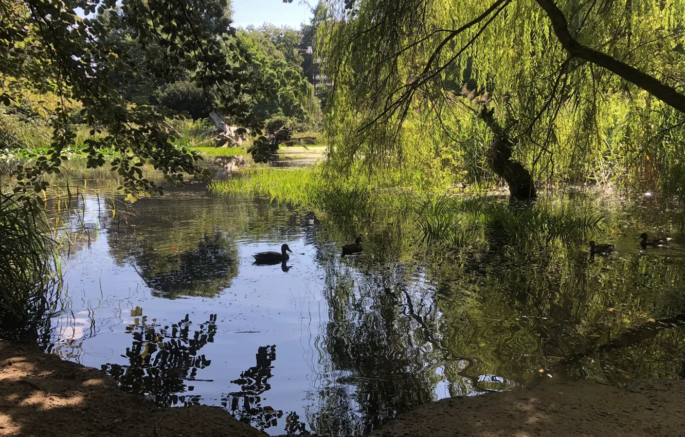 Photo wallpaper grass, water, trees, pond, Park, duck, floats