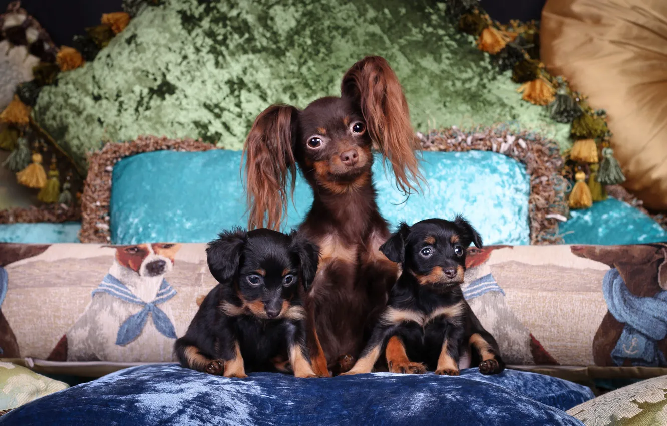 Photo wallpaper look, pose, comfort, together, dog, pillow, baby, bed