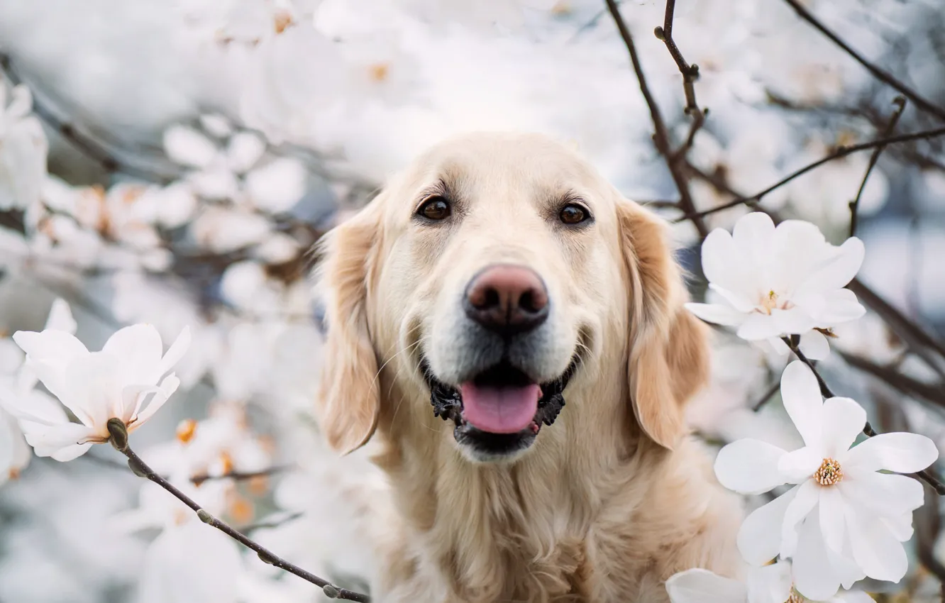 Photo wallpaper dog, spring, flowering, Retriever